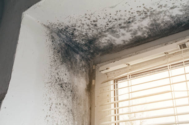 Affordable Hvac And Air Duct Mold Remediation solutions in Ada, MI